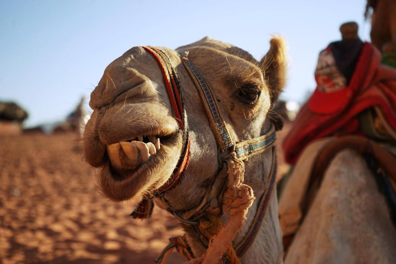 Salman Zwaidh Camp Hotel Wadi Rum Bagian luar foto